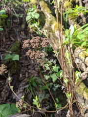 Hydrangea radiata