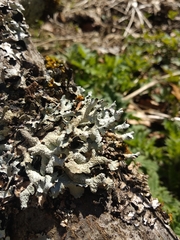 Parmelia submontana