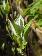 Hydrangea radiata