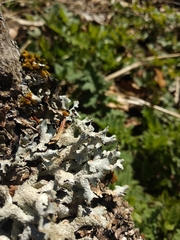 Parmelia submontana