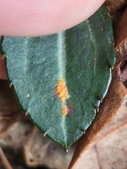 Pucciniastrum pyrolae