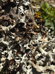 Parmelia submontana