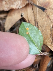 Pucciniastrum pyrolae