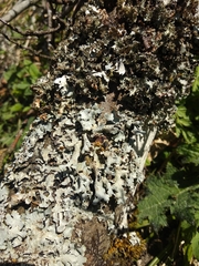 Parmelia submontana