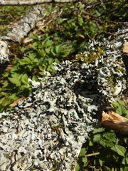 Parmelia submontana