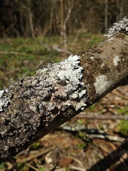 Parmelina pastillifera