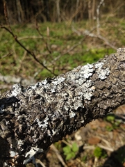 Parmelina pastillifera