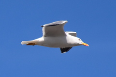 Larus michahellis