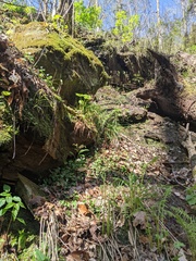 Cardamine flagellifera