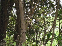 Fluvicola pica