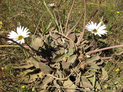 Arctotis verbascifolia