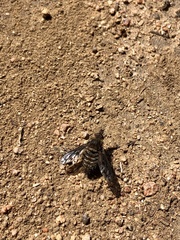 Conophorus fenestratus