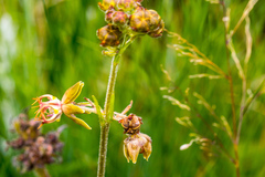 Miraglossum superbum