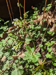 Cardamine flagellifera