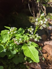 Cardamine flagellifera
