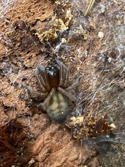 Callobius claustrarius