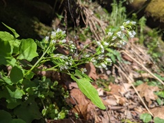 Cardamine flagellifera