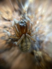 Callobius claustrarius