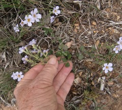Chaenostoma cordatum