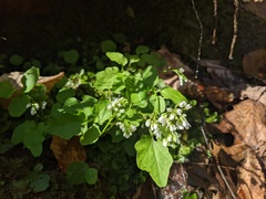 Cardamine flagellifera