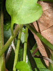 Cardamine flagellifera