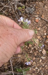 Chaenostoma cordatum