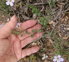 Chaenostoma cordatum