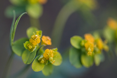 Euphorbia flavicoma