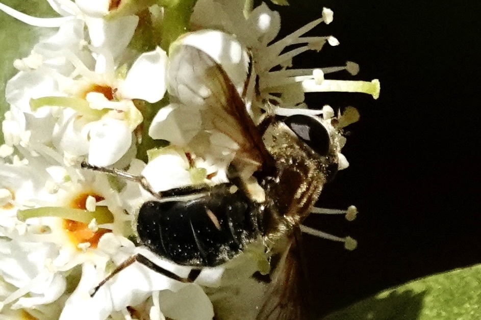 Two-spotted Pond Fly