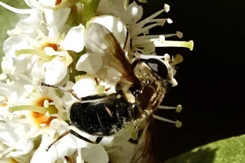 Two-spotted Pond Fly