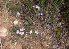 Chaenostoma cordatum