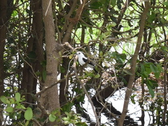 Fluvicola pica