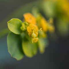 Euphorbia flavicoma