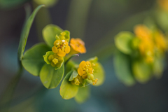 Euphorbia flavicoma