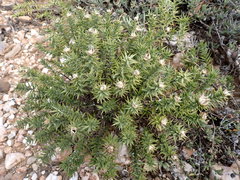 Macledium relhanioides