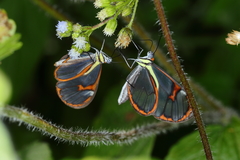 Ithomia agnosia zikani