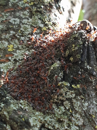 Small-headed tree ant