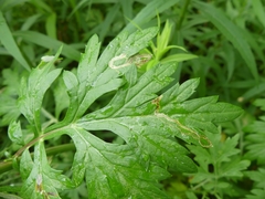 Liriomyza ptarmicae