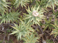 Macledium relhanioides