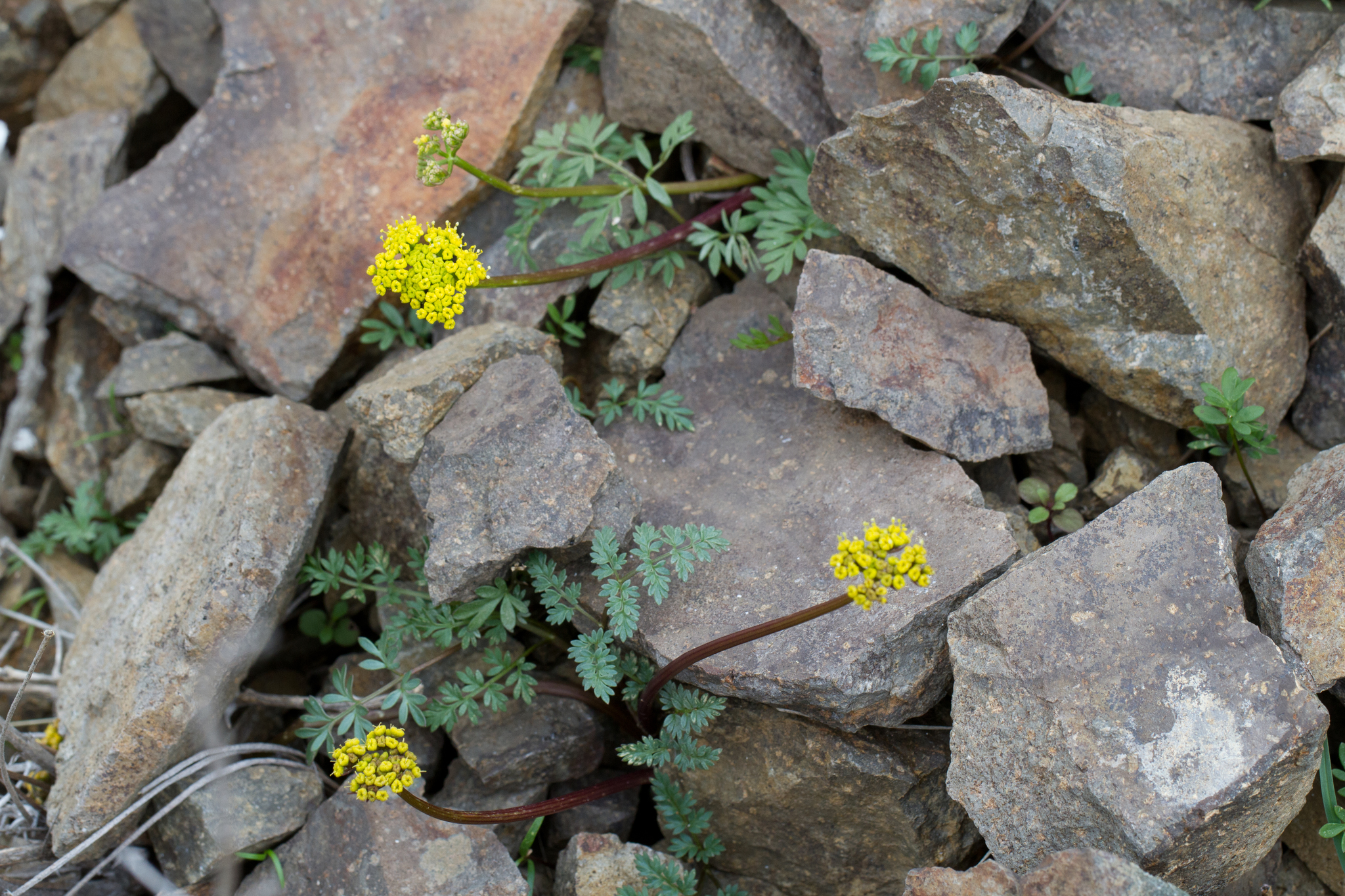Lomatium hendersonii