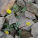 Lomatium hendersonii - Photo (c) Cody Hinchliff, algunos derechos reservados (CC BY-NC-SA)