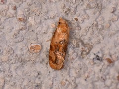 Cochylis bucera