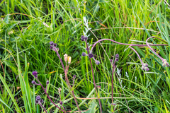 Senecio cathcartensis