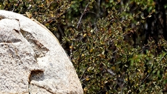 Crotaphytus vestigium