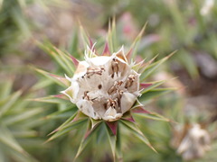 Macledium relhanioides