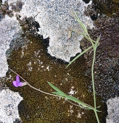 Lathyrus angulatus
