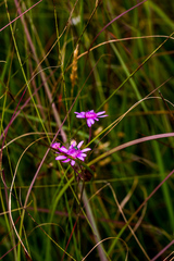 Senecio polyodon subglaber