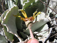 Arctotis verbascifolia