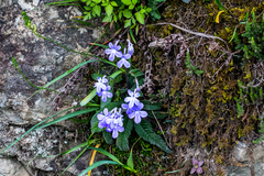 Streptocarpus johannis