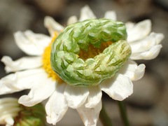 Cucullia chamomillae